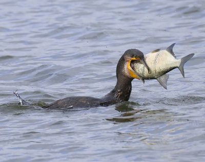 Aalscholver - Great Cormorant