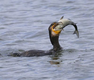 Aalscholver - Great Cormorant