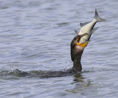 Aalscholver - Great Cormorant