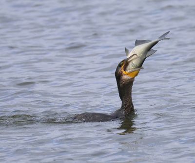 Aalscholver - Great Cormorant