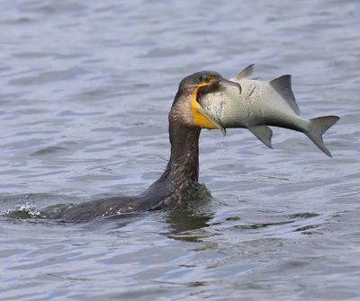 Aalscholver - Great Cormorant
