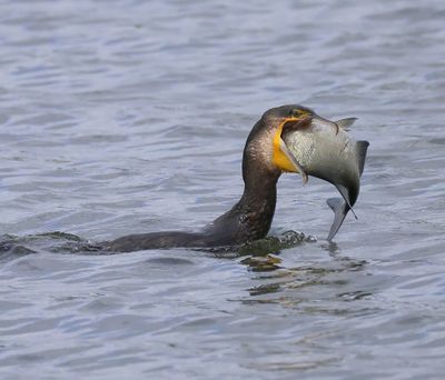 Aalscholver - Great Cormorant