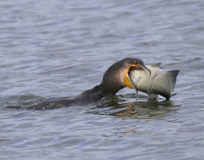Aalscholver - Great Cormorant