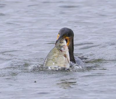 Aalscholver - Great Cormorant
