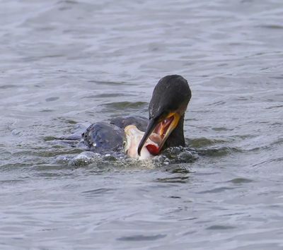 Aalscholver - Great Cormorant