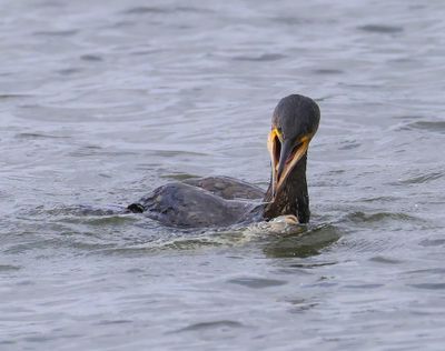 Aalscholver - Great Cormorant
