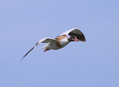 Bergeend - Common Shelduck