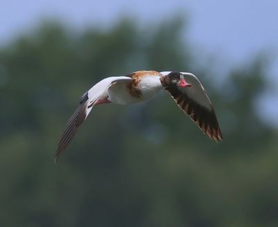 Bergeend - Common Shelduck