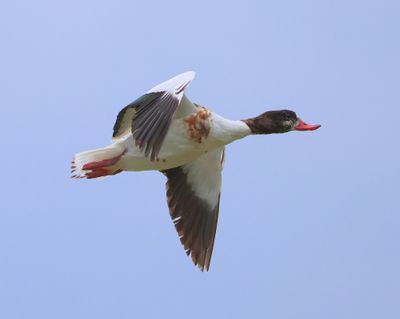 Bergeend - Common Shelduck
