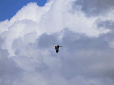 Blauwe Reiger - Grey Heron