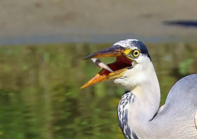 Blauwe Reiger - Grey Heron