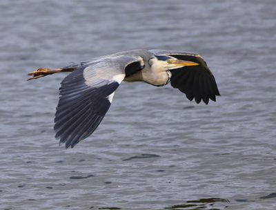 Blauwe Reiger - Grey Heron