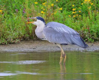 Blauwe Reiger - Grey Heron