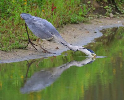 Blauwe Reiger - Grey Heron