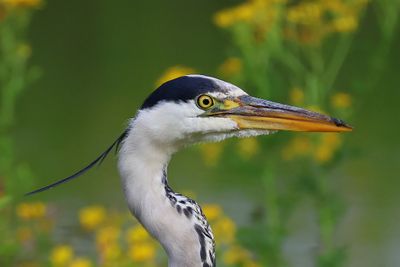 Blauwe Reiger - Grey Heron