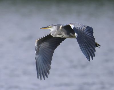 Blauwe Reiger - Grey Heron