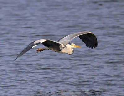 Blauwe Reiger - Grey Heron