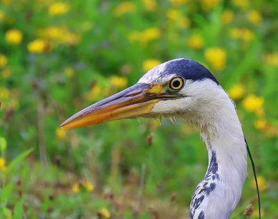 Blauwe Reiger - Grey Heron