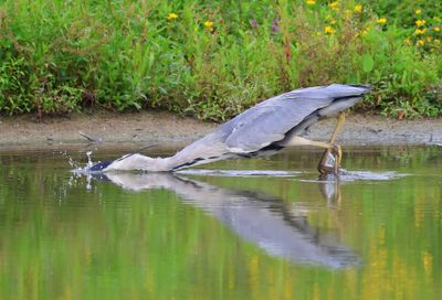 Blauwe Reiger - Grey Heron