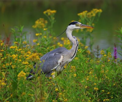 Blauwe Reiger - Grey Heron