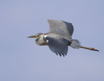 Blauwe Reiger - Grey Heron