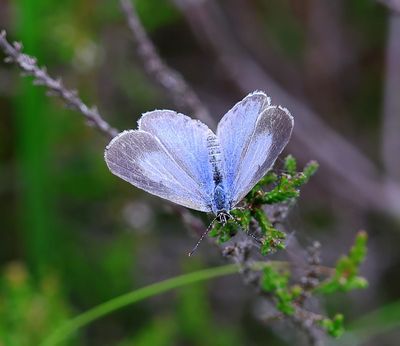 Boomblauwtje - Holly Blue