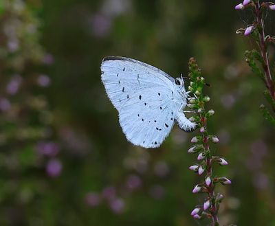 Boomblauwtje - Holly Blue
