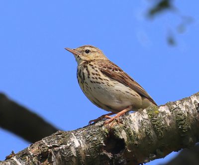 Boompieper - Tree Pipit