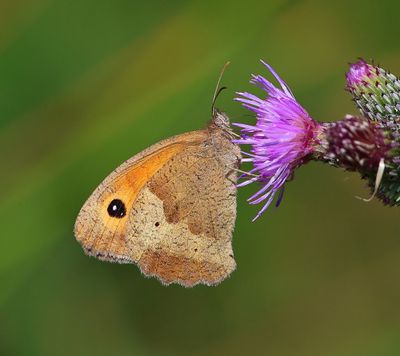 Bruin Zandoogje - Medow Brown