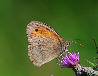 Bruin Zandoogje - Medow Brown