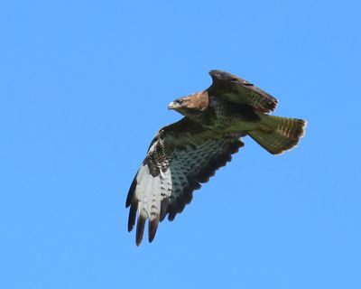 Buizerd - Common Buzzard