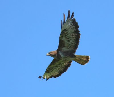 Buizerd - Common Buzzard