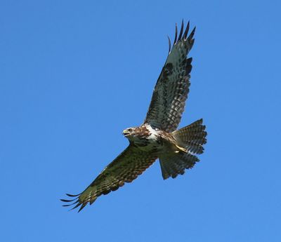 Buizerd - Common Buzzard