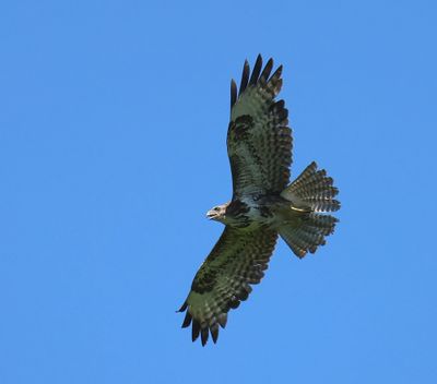 Buizerd - Common Buzzard