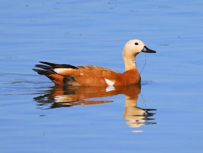Casarca - Ruddy Shelduck