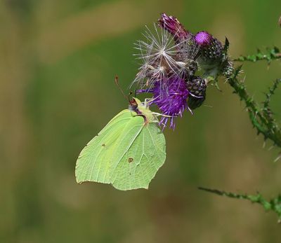 Citroenvlinder - Common Brimstone