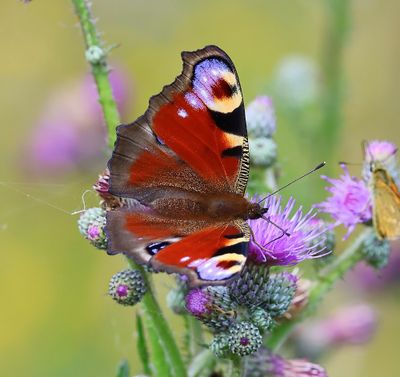 Dagpauwoog - Peacock Butterfly