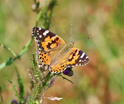 Distelvlinder - Painted Lady