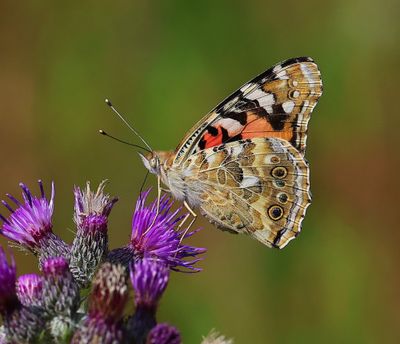 Distelvlinder - Painted Lady