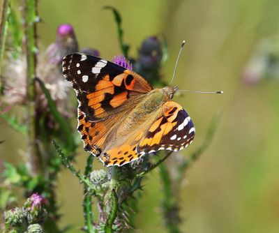 Distelvlinder - Painted Lady
