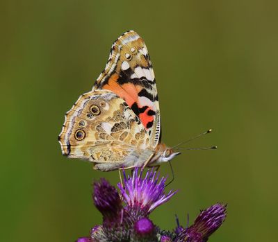 Distelvlinder - Painted Lady