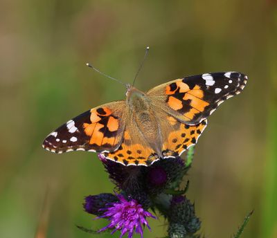 Distelvlinder - Painted Lady