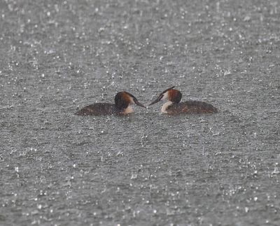 Fuut - Great Crested Grebe