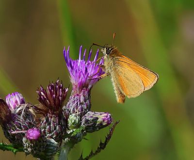 Geelsprietdikkopje - Small Skipper