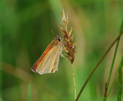 Geelsprietdikkopje - Small Skipper