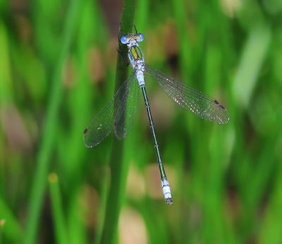 Gewone Pantserjuffer - Emerald Damselfly