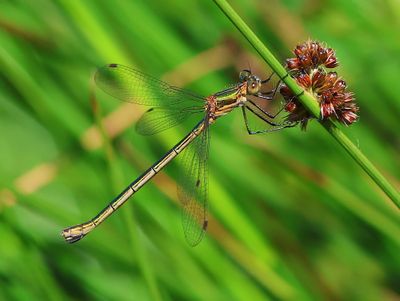 Gewone Pantserjuffer - Emerald Damselfly