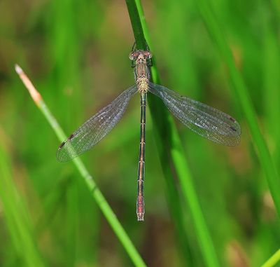 Gewone Pantserjuffer - Emerald Damselfly
