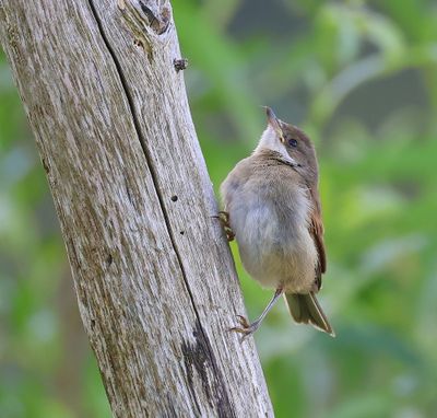 Grasmus - Commom Whitethroat