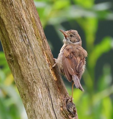 Grasmus - Commom Whitethroat